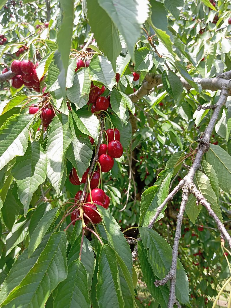 Prunus avium